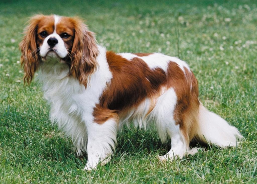 cavalier king charles spaniel strangford management