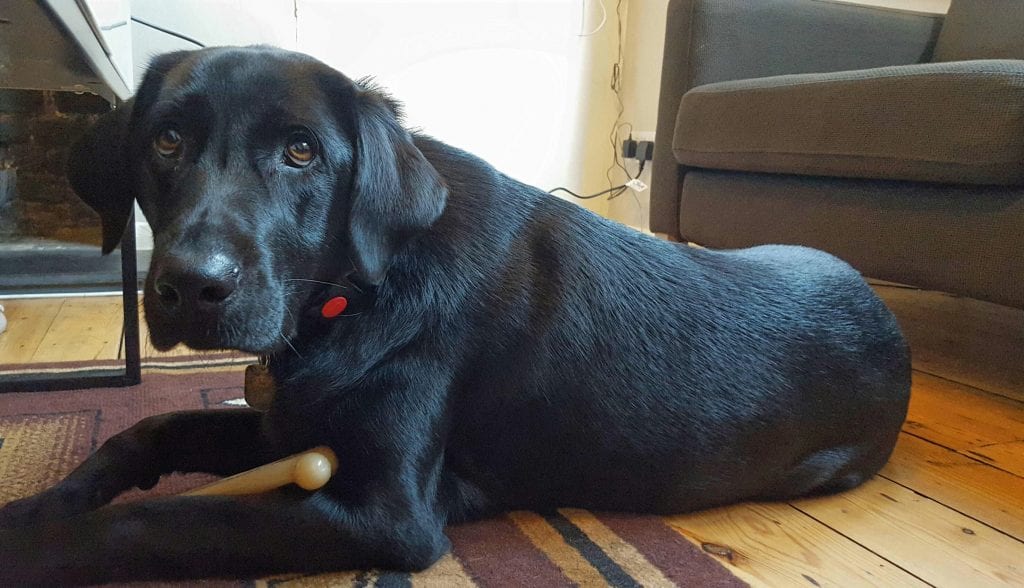 Essential guidance on keeping a dog in a flat Strangford Management