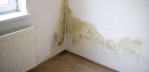 damp on wall